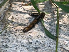 -碓臼峪自然风景区