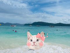 -珊瑚岛