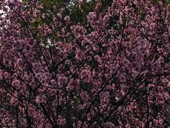 -八大山人梅湖景区