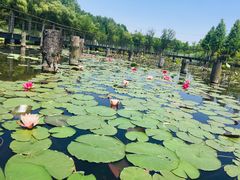 -昆山城市生态森林公园