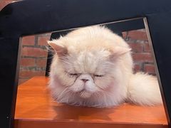 -豆逗聊愈猫阁Easy Life