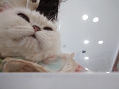 -共舞时光猫咖·狗咖(新街口店)