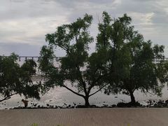 -宝安西湾红树林湿地公园