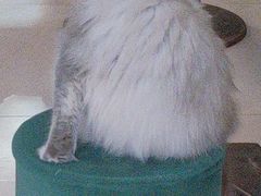 -平行世界·猫咖(首经贸店)