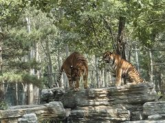 -秦皇岛野生动物园