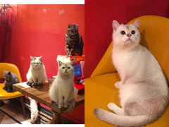 -猫色咖啡·猫咖