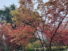 -龙头寺公园