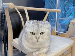 -猫咪派对(江南西店)