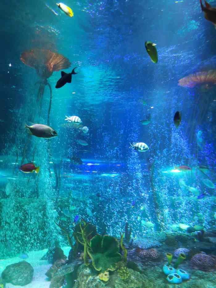 沈阳海洋探索中心-"k11商场里的小海洋馆,海洋动物不太多,.