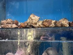 -桂马·日本料理·海胆·海鲜饭·酒场(民主广场店)