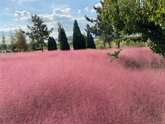 -羊亭河湿地公园