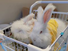 -怪兽屋·羊驼·猫咖·狗咖(俊华广场店)