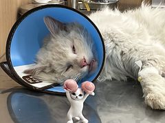 -米苏动物医院·犬猫专科·骨科外科内窥镜