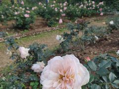 -人民公园(罗湖区)