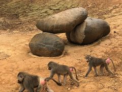 -泉州海丝野生动物世界