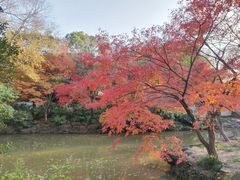 -秋霞圃