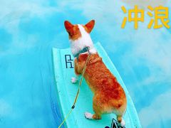 -汪说喵讲宠物乐园宠物酒店(红星美凯龙店)