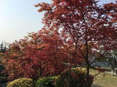 -铁山坪森林公园