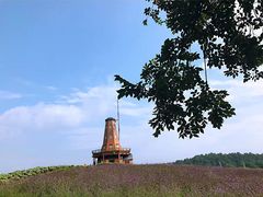 -大塘金香草谷