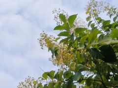 -玉树公园