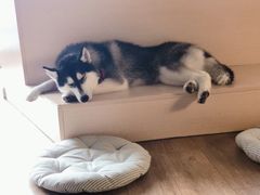 -Husky Go! 哈士奇体验馆·宠物咖啡厅狗咖