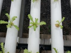 -万源龙顺度假庄园生态观光园