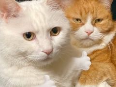 -丰圆轩粤式茶楼 . 点心粤菜(夏茅店)