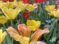 -洛阳郁金香牡丹园