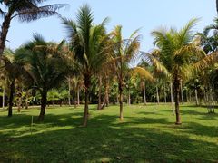 -中国科学院西双版纳热带植物园