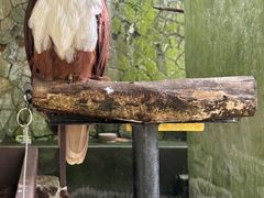-吉隆坡雀鸟公园