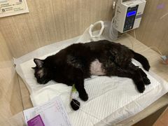 -北京观赏动物医院·24小时大型综合·猫专科·异宠专科