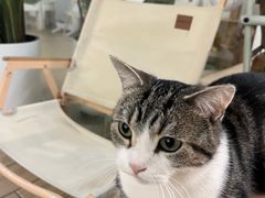-李小姐の猫咖啡馆(五角场店)