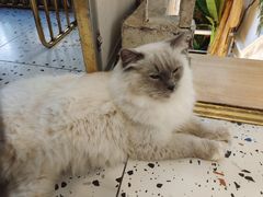 -喵喵咪呀布偶猫咖(春熙路店)