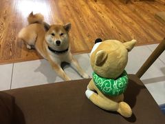 -柴务处·柴犬主题狗咖