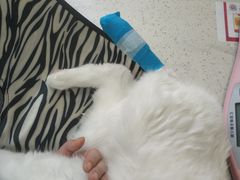-美联众合动物医院·24h京西诊疗中心