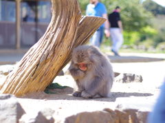 -岚山猴子公园