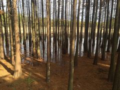 -昆山城市生态森林公园