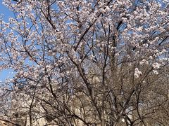 -桃花堤公园