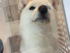 -创凡宠物医院·骨专科  猫科中心(西乡分院)