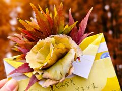 -黄海国家森林公园