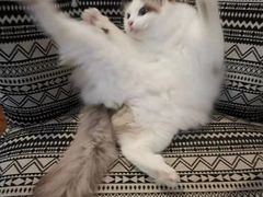 -喵zoo家庭繁育猫舍(尖东智能花园店)