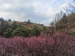 -湖南嵩云山国家森林公园