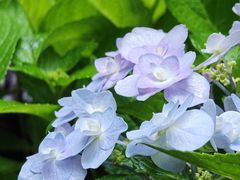 -上海滨江森林公园