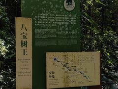 -莫里热带雨林景区