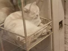 -猫咪博物馆(顶澳仔猫街店)