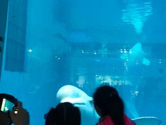 -蓬莱欧乐堡海洋极地世界