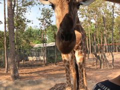 -清迈夜间动物园