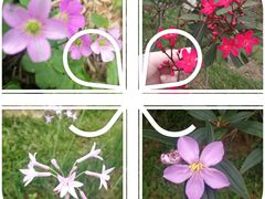 -东莞植物园