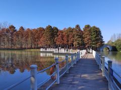 -上海海湾国家森林公园