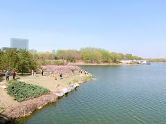 -大兴滨河森林公园